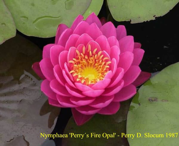 Nymphaea 'Perrys Fire Opal'
